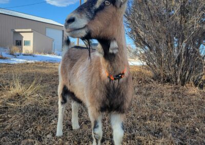 Dazzler, aka ‘Lyla’